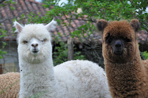 Photo n°4 de Elevage des Alpagas du Rompay à Gourlizon (Éleveur)