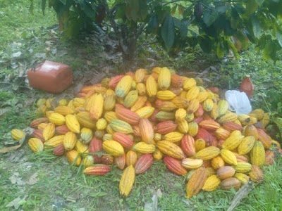 Photos of finca buenos aires