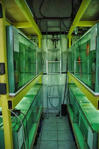 APC Snake Discus Gallery - France