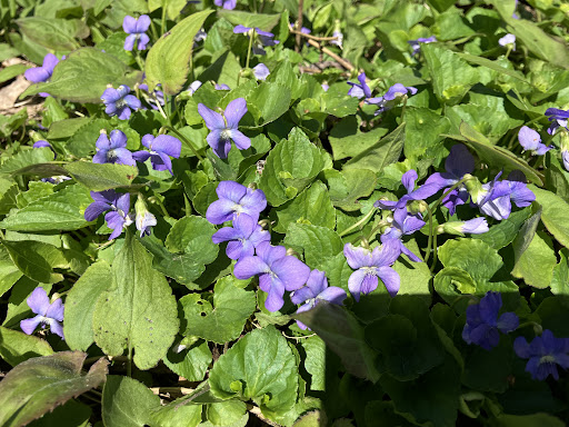 Mundy Wildflower Garden Gallery - United States