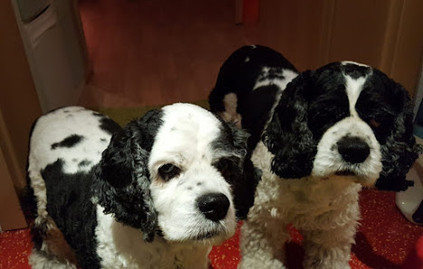 Bild: Hundesalon Wojk Vom Inhaber