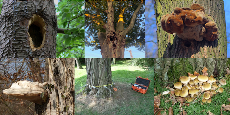 Sachverständigenbüro Dr. Jürgen Kutscheidt - Der gesunde Baum!? photo