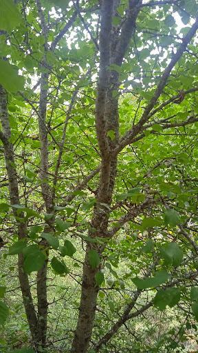 Reserva de la Biosfera de los valles de Omaña y Luna - Thumbnail