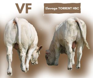 Photo n°8 de Elevage Charolais TORRENT à Neuvy-Grandchamp (Ferme d'élevage)