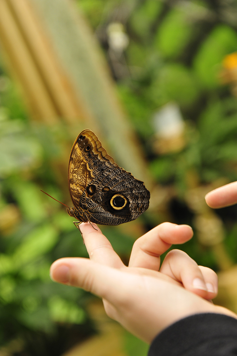 Сад бабочек питерлэнд