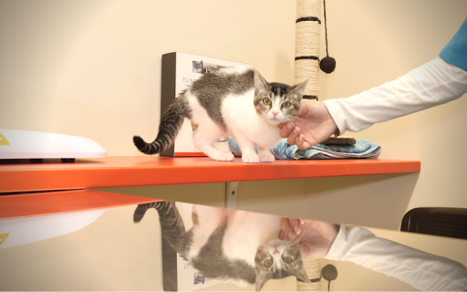 Clínica Veterinaria Argos (Cee)