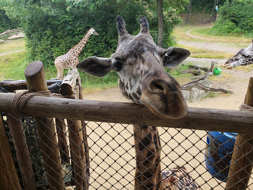 Giraffe Ridge - Visual