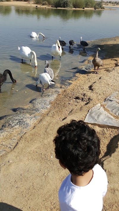 Photos of Al Qudra Camping Spot