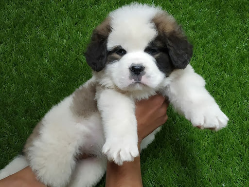 🐕Super quality St.bernard male female puppy available in indore mp. post image