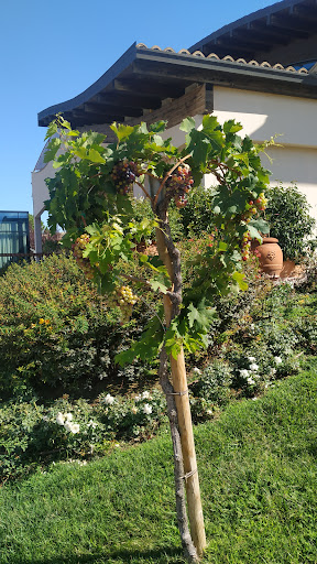 Azienda Agricola Ciccio Zaccagnini s.r.l. - Thumbnail