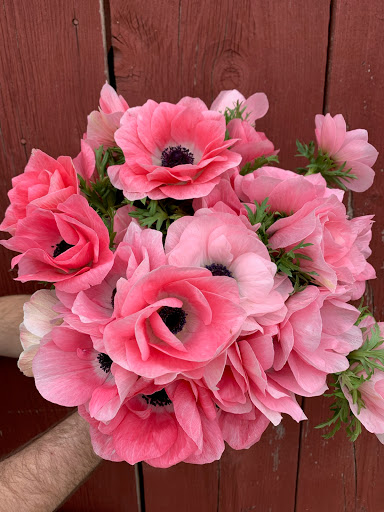 Amande Floweret Floral