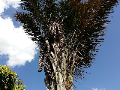 Photos of Ranomafana Arboretum