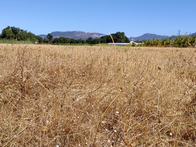 Dentelles de Montmirail