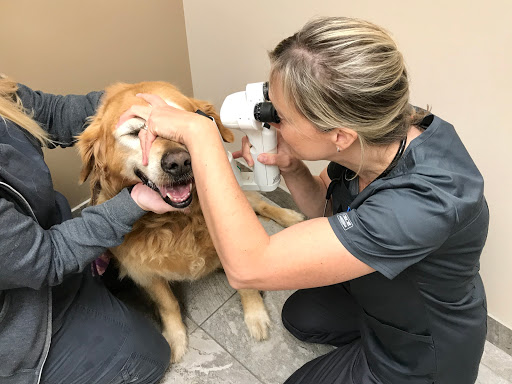 Veterinary Ophthalmic Consulting