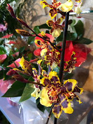 Photo n°8 de A Fleur de Pot Jonquières à Jonquières (Fleuriste)