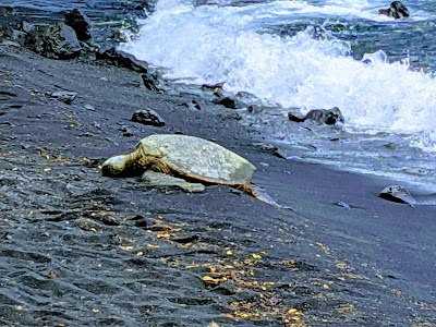 Punaluʻu Beach