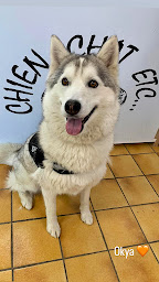 Photo n°39 de CHIEN CHAT ETC... à Saint-Thibault-des-Vignes (Magasin d'articles pour animaux)