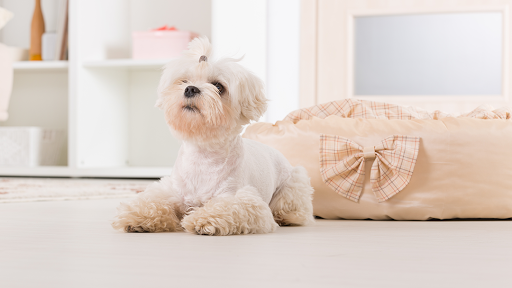 Avalon Animal Hospital Gallery - United States