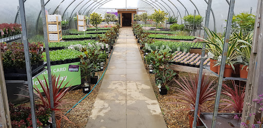 Richard's Plants - Visual