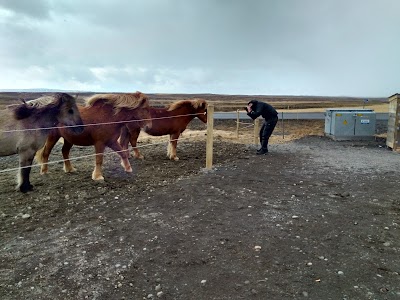 Photos of Horsepetting at Margeiri, Bru's Farm