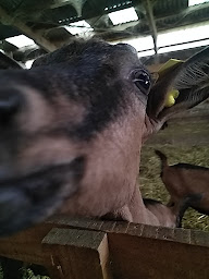 Photo n°3 de Les Chèvres d'Arvière à Arvière-en-Valromey (Ferme bio)