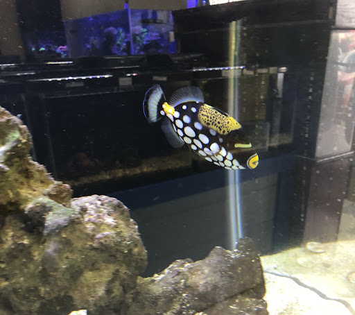 Fish World Spokane - Visual