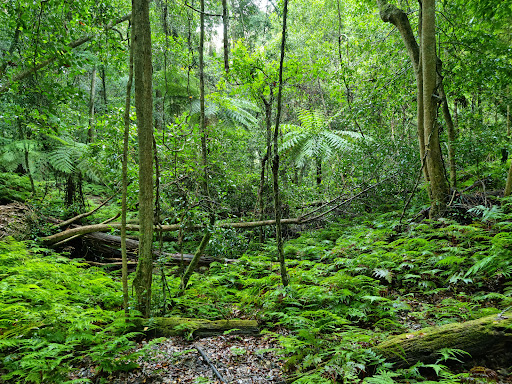 Box Cutting Rainforest Walk - Thumbnail