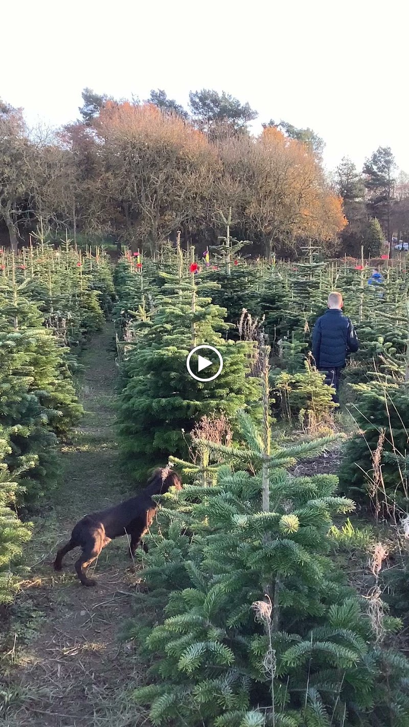 Bradgate Trees Christmas Trees photo 2
