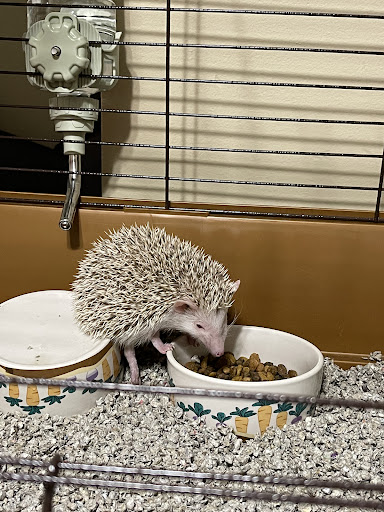Quirky Quills Hedgehogs