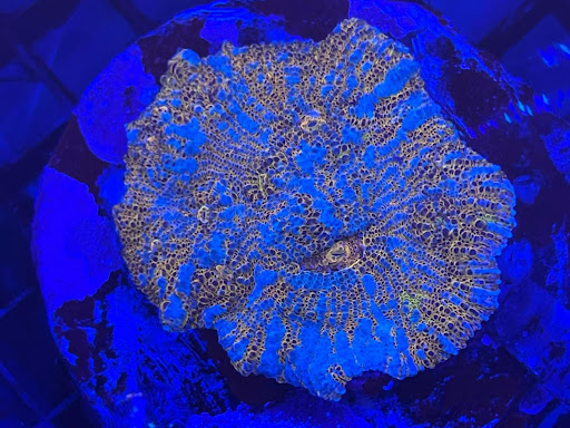 Marine Fish World Limited - Thumbnail