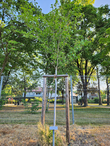 Yoga Baum - Visual