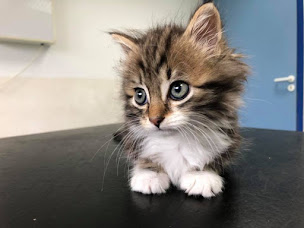 Photo n°13 de Clinique Vétérinaire Renoir - Cuincy - Sevetys à Cuincy (Vétérinaire)