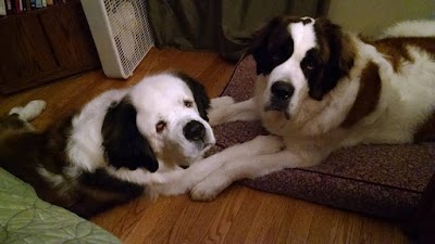 Photos of Little Animal Hospital SC
