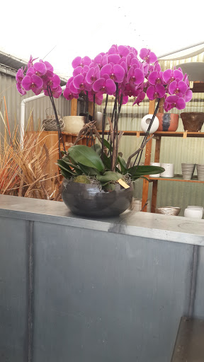 Lemförder Orchideenzucht - Thumbnail