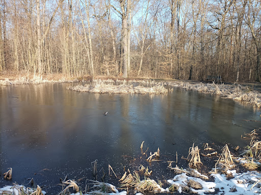 Großer Waldhausteich - Visual