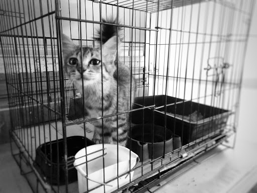 DrNor Veterinary Clinic