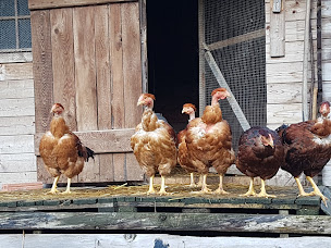 Photo n°10 de les cocottes à mimi à Mittlach (Restaurant français)