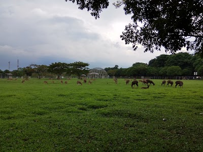 Photos of Deer Park Pusri