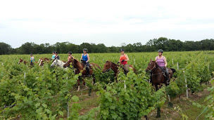 Photo n°39 de Haras De Saint Vivien à Saint-Vivien-de-Médoc (Centre de randonnée équestre)