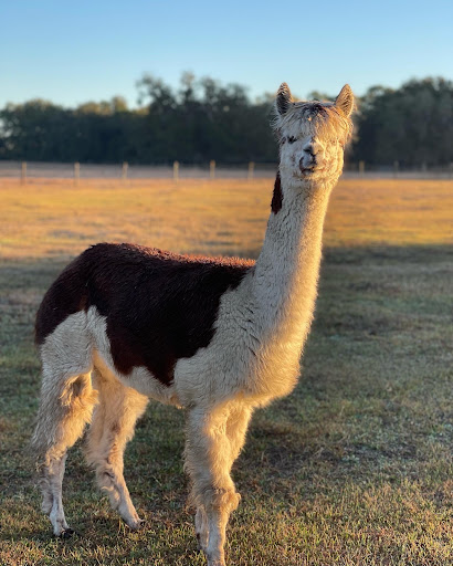Beautiful Creatures Animal Ranch Gallery - United States