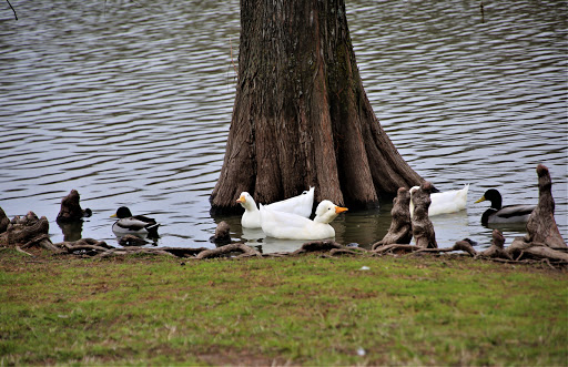 Leonard and Helen Johns Park - Thumbnail