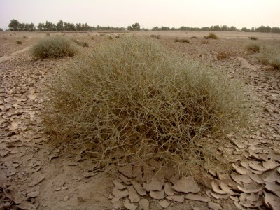 Photos of Adnan Ashkanani Ranch