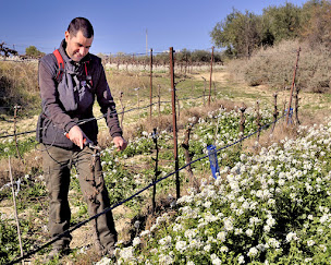 Photo n°8 de Domaine Pech De Saint Paul à Puisserguier (Cave à vins)