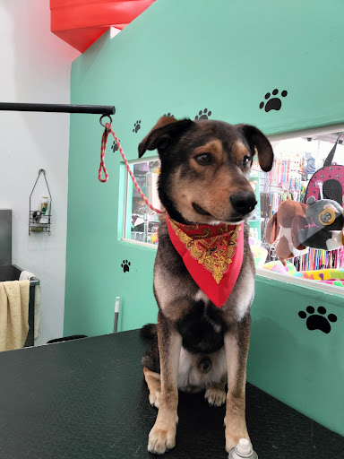 Veterinaria Petite