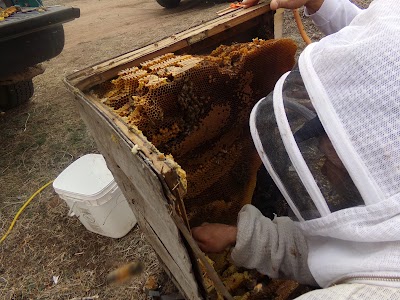 Honey Bee Rescue Farm