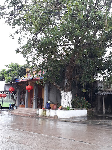 Cây Đa Quán, ĐT480, Yên Mạc, Yên Mô, Ninh Bình