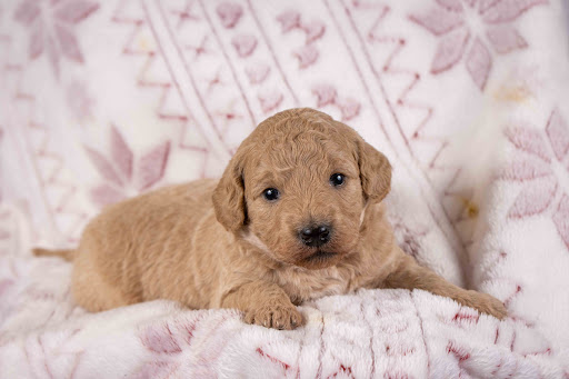 Maple Valley Puppies Gallery - United States