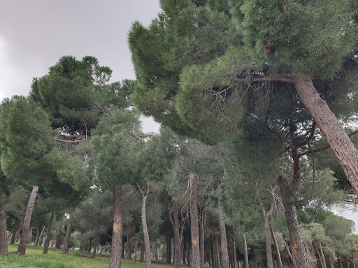 Pinares de Rapariegos - Thumbnail