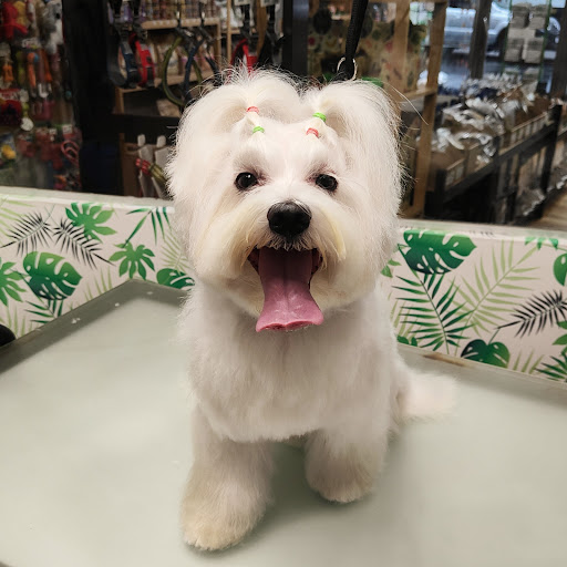 Peluquería Canina Zubizuri Gallery - Spain