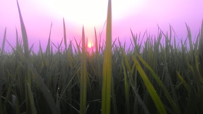 Photos of Akhrakhola Bazar